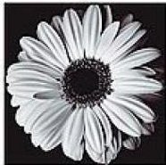 монохром ч4 - оригинал