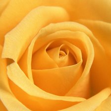 Оригинал схемы вышивки «желтая роза» (№272733)