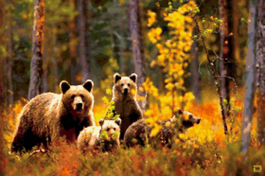 Медведи - медведи, пейзаж, животное - предпросмотр