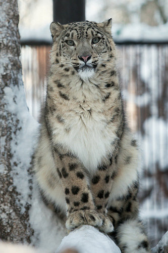 барс - оригинал