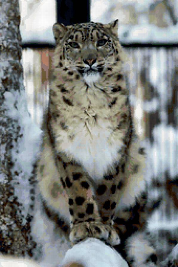 барс - предпросмотр