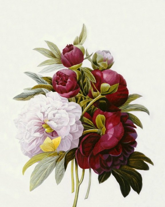 пионы - оригинал