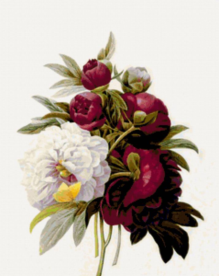 пионы - предпросмотр