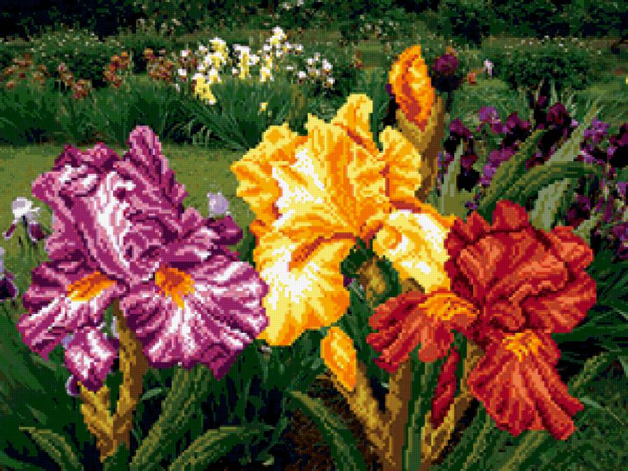 Радужный сад - ирисы, цветы, сад - предпросмотр