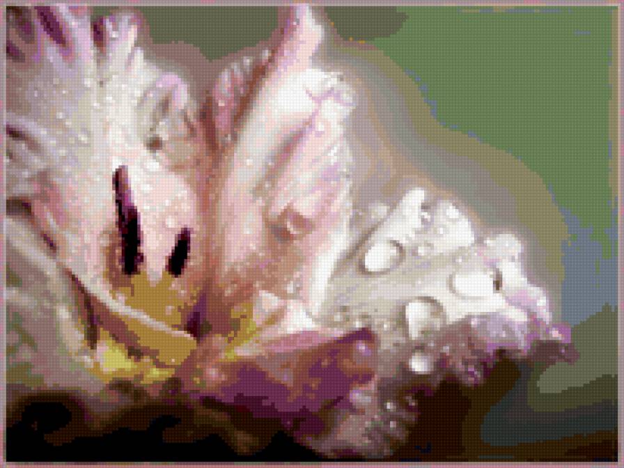 ГЛАДИОЛУС - розовый, гладиолус, цветы - предпросмотр