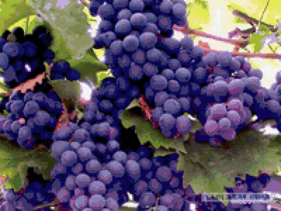 СИНИЙ ВИНОГРАД - синий, виноград, ягода - предпросмотр