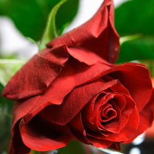 Схема вышивки «роза»