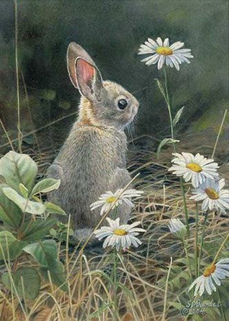 0057 - заяц, картина, природа, животные, цветы, лето, красота - оригинал
