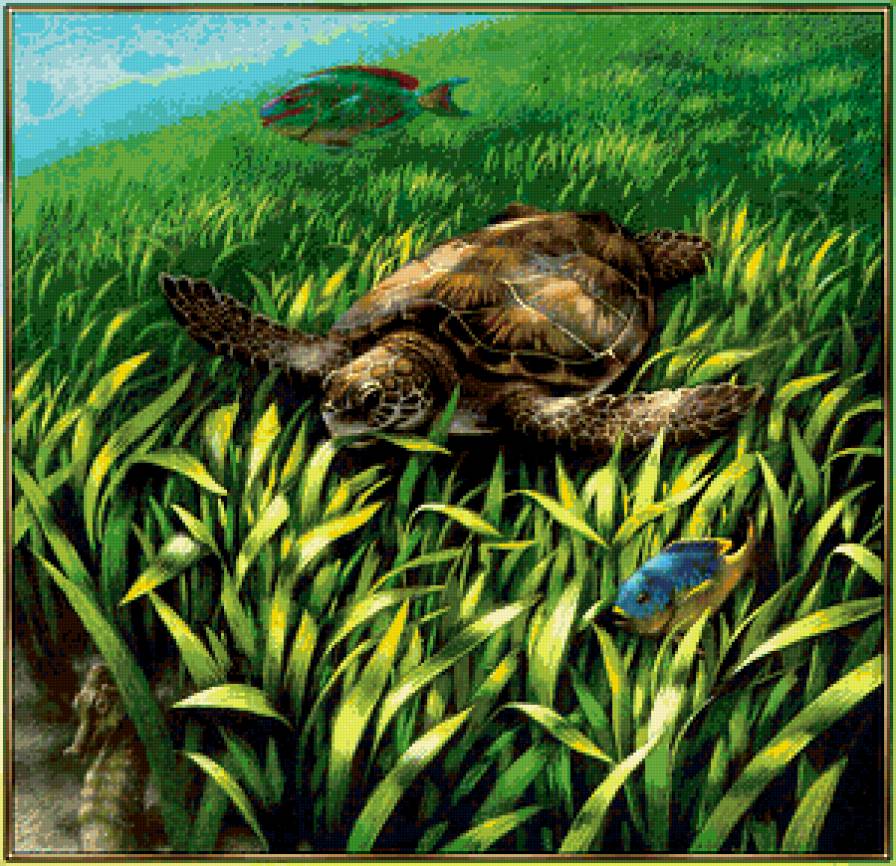 Подводный мир - черепахи, животные, пейзаж, рыбы, море - предпросмотр