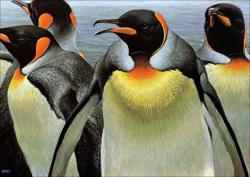 Пингвины - животные, пингвины - оригинал