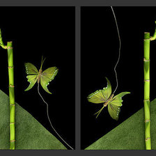 Оригинал схемы вышивки «бамбук и бабочки» (№274681)