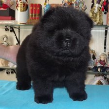 Нюша на бирюзовом