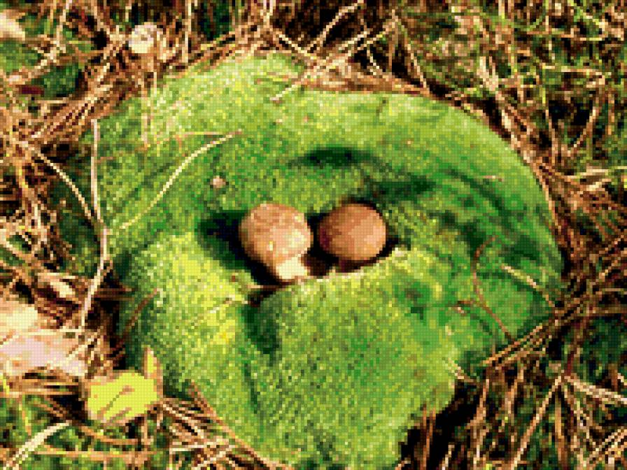 Пара моховиков - природа - предпросмотр