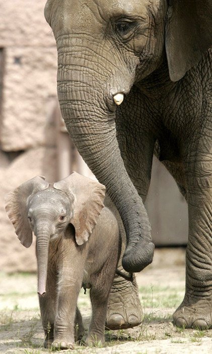 Слон и слоненок - слон, животные - оригинал