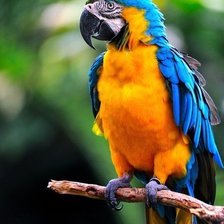 Схема вышивки «Попугай»