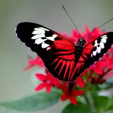 Бабочка на цветке