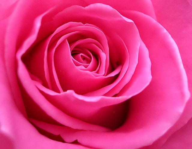 бархатная роза 2 - розовые, цветы, розы - оригинал