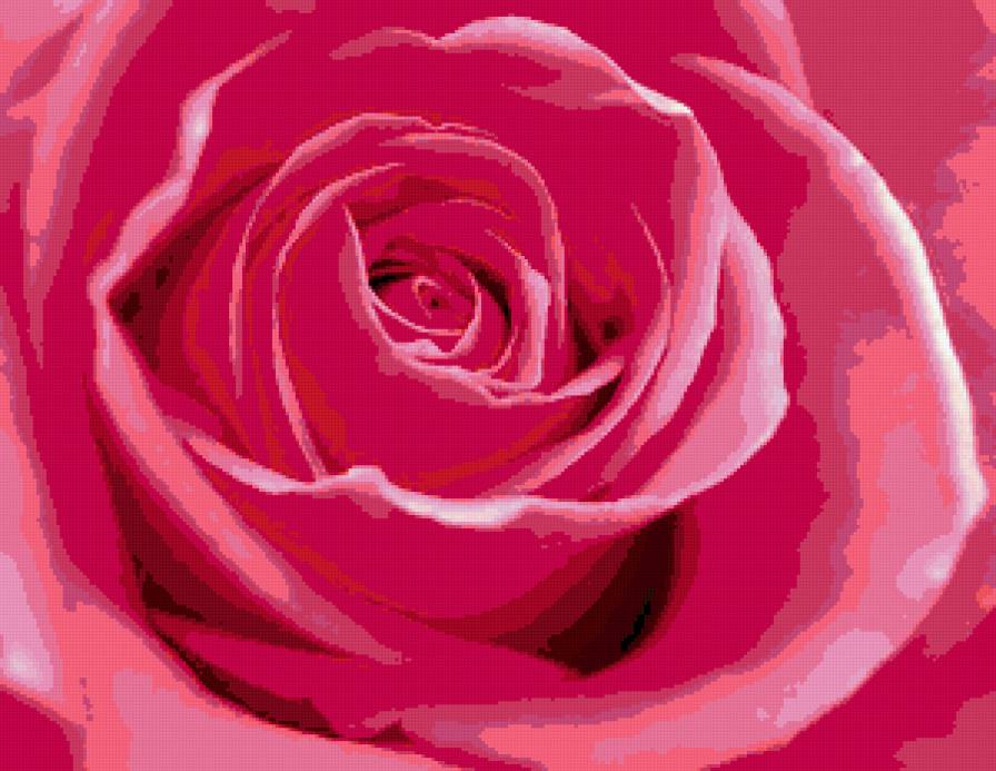 бархатная роза 2 - цветы, розовые, розы - предпросмотр