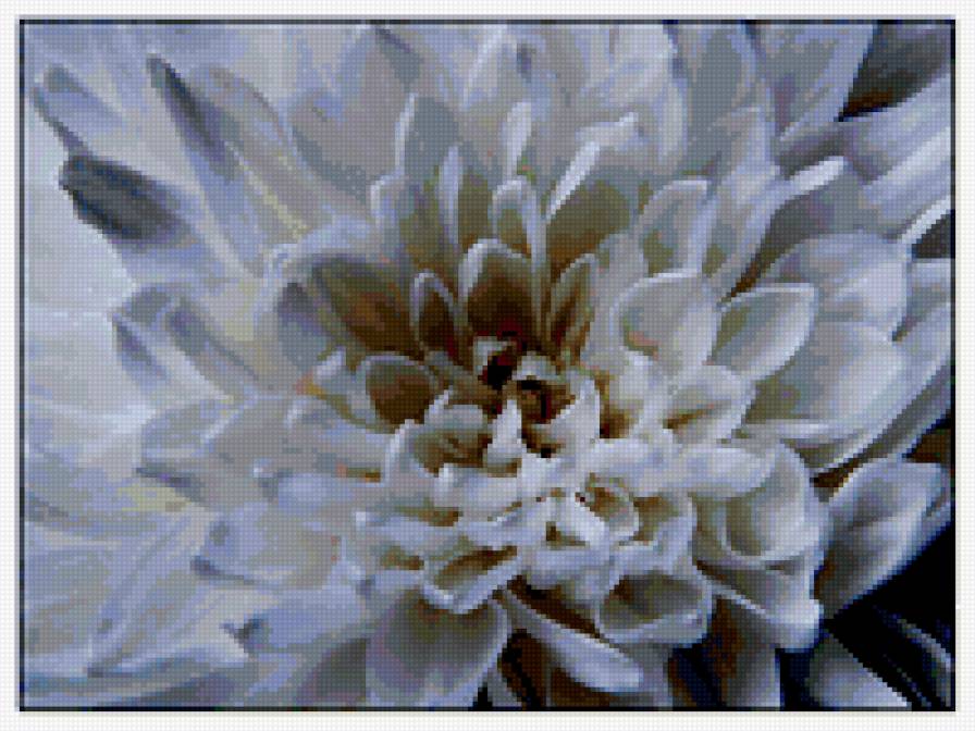 БЕЛЫй ГЕОРГИН - цветы - предпросмотр