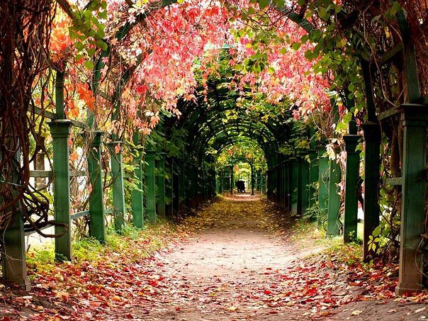 ЦВЕТОЧНАЯ АРКА - цветы - оригинал