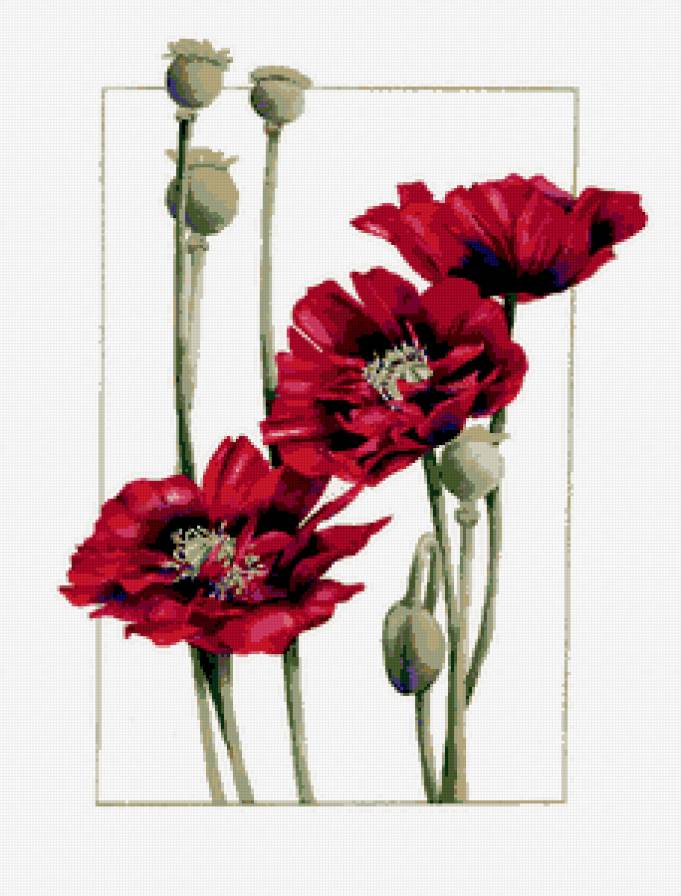 маки - цветы - предпросмотр