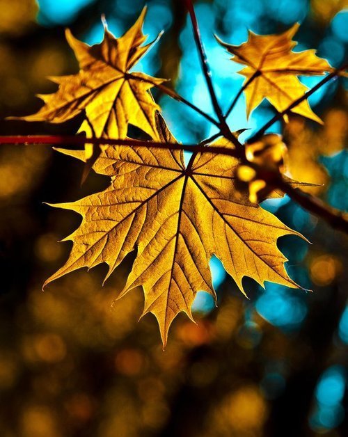 Кленовый лист - природа, растения - оригинал