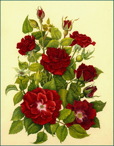 красные розы - оригинал