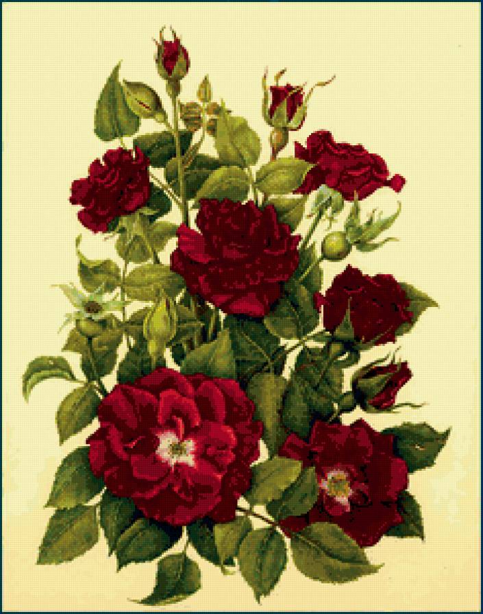 красные розы - предпросмотр