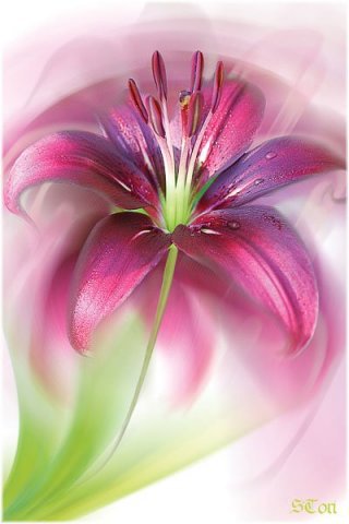 цветок - цветок - оригинал