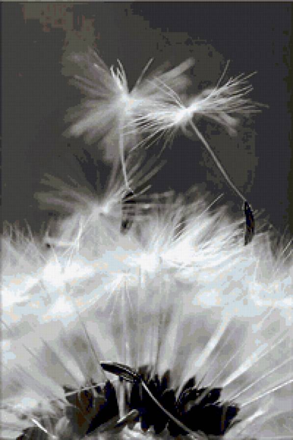 одуванчик(правая часть) - одуванчик, триптих, черно-белое - предпросмотр