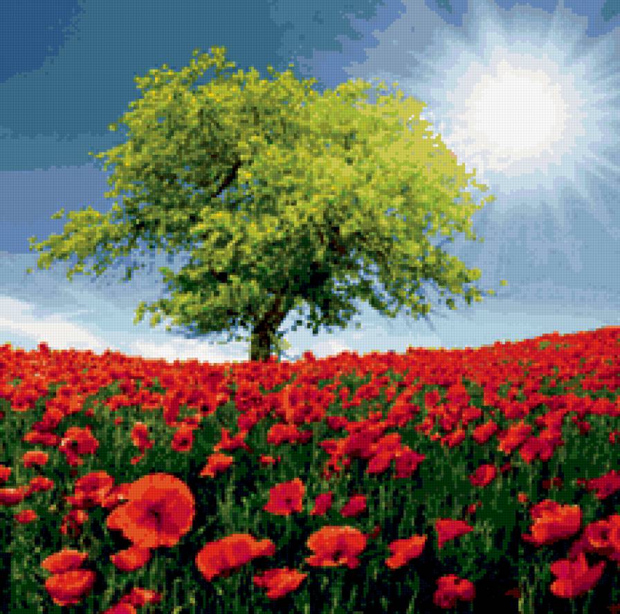 Маковое поле - маки, дерево, цветы, поле - предпросмотр