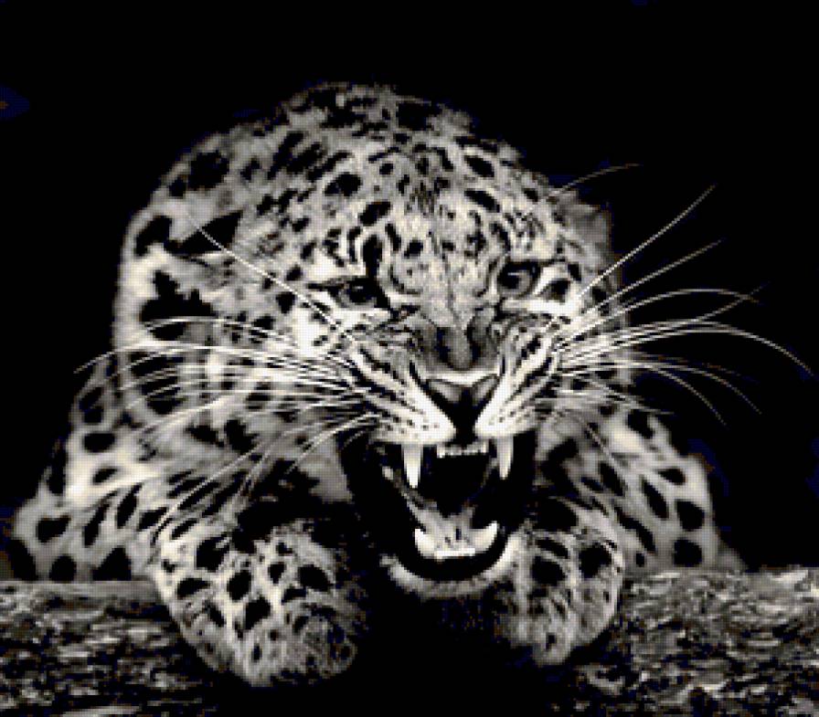 №275769 - картина, черно-белое, пантера, животные, звери - предпросмотр