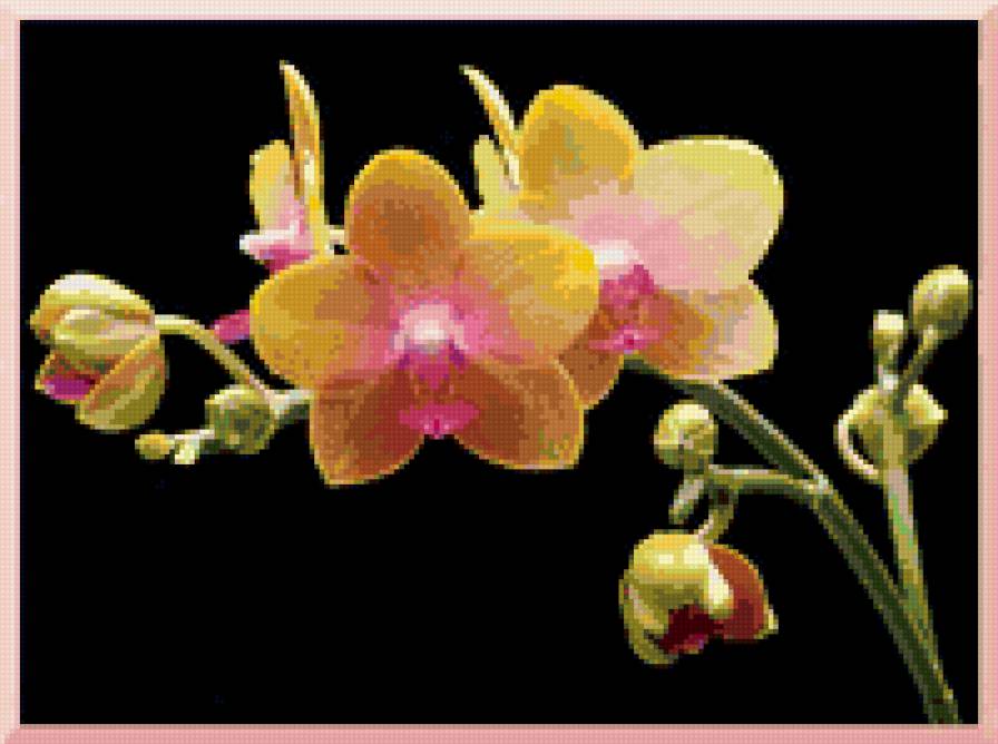 орхидея - предпросмотр