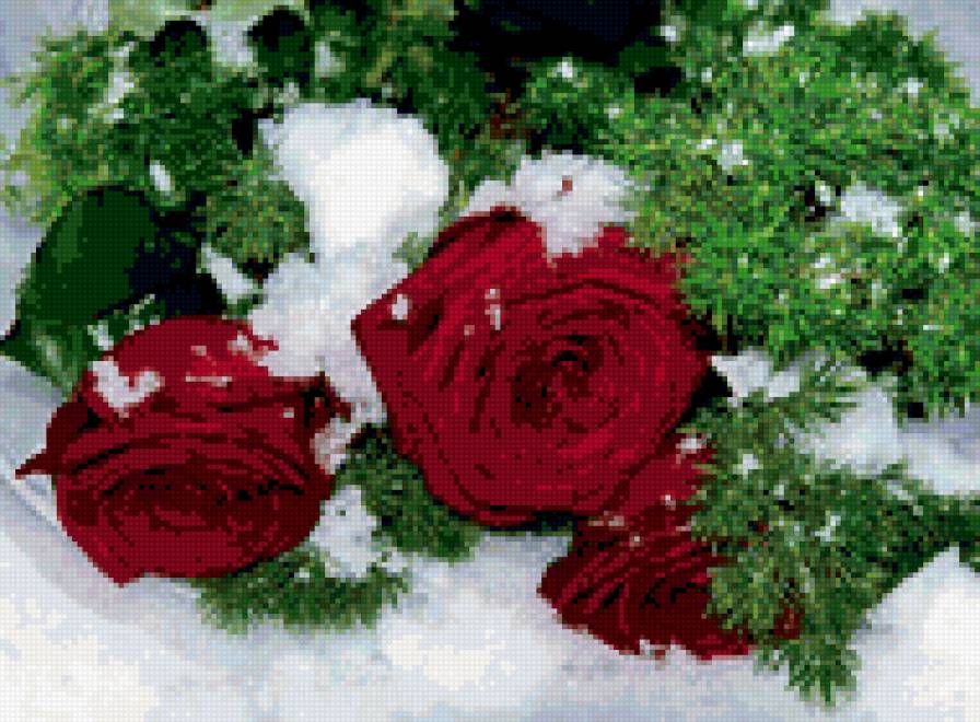 Алая роза с елью на снегу - роза, цветы - предпросмотр