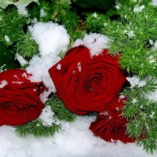 Алая роза с елью на снегу