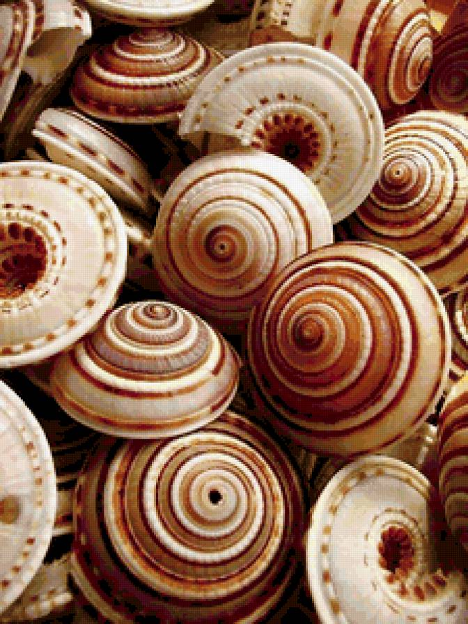 Ракушки - море - предпросмотр