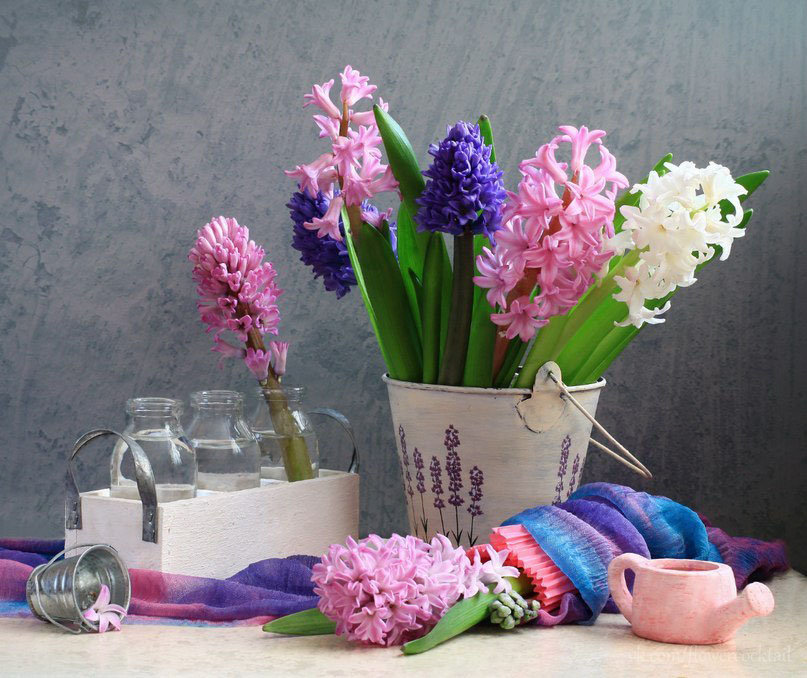 Букет гиацинтов - цветы, натюрморт - оригинал