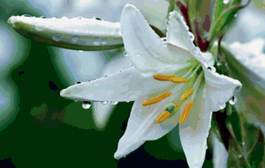 белые лилии - лилии, белые, цветы - предпросмотр