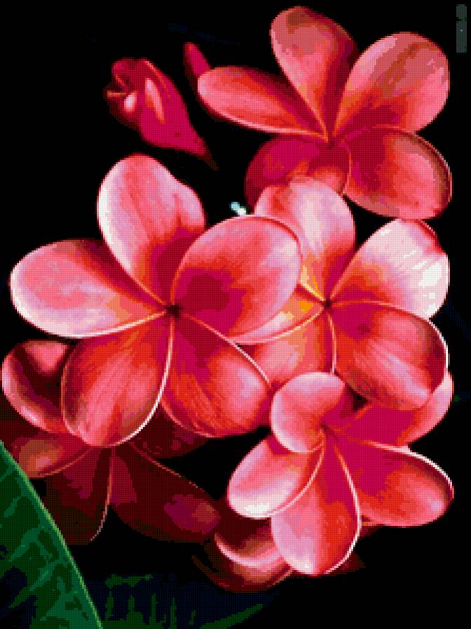 Цветы - цветы - предпросмотр