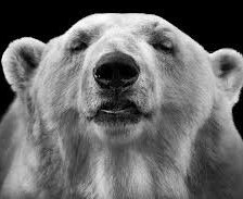 Схема вышивки «фнш»