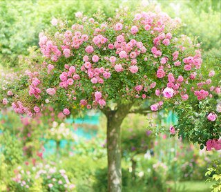 Дерево в цвету - природа, растения - оригинал