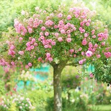 Дерево в цвету