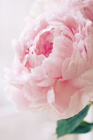 ПИОН - букет, цветы, пионы, розовый - оригинал