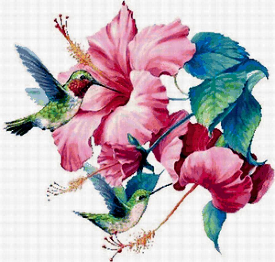 Колибри и гибискусы - цветы, птицы - предпросмотр