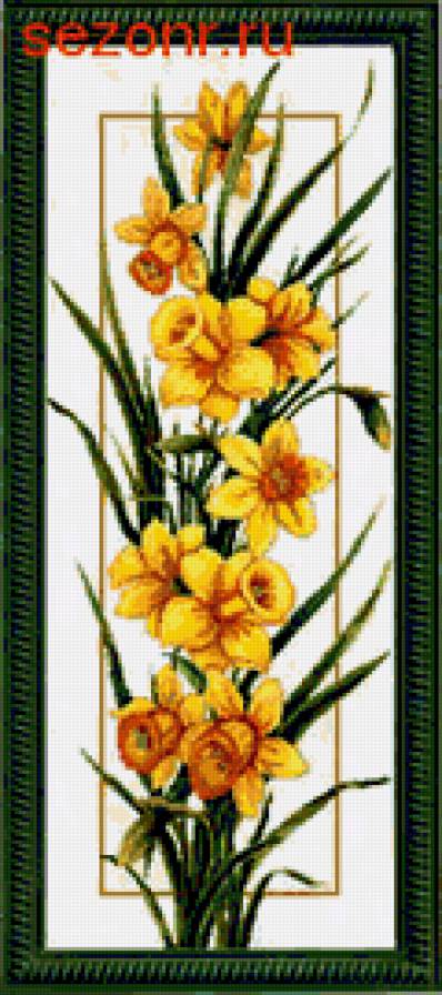 нарцысы - цветы.нарцисы - предпросмотр