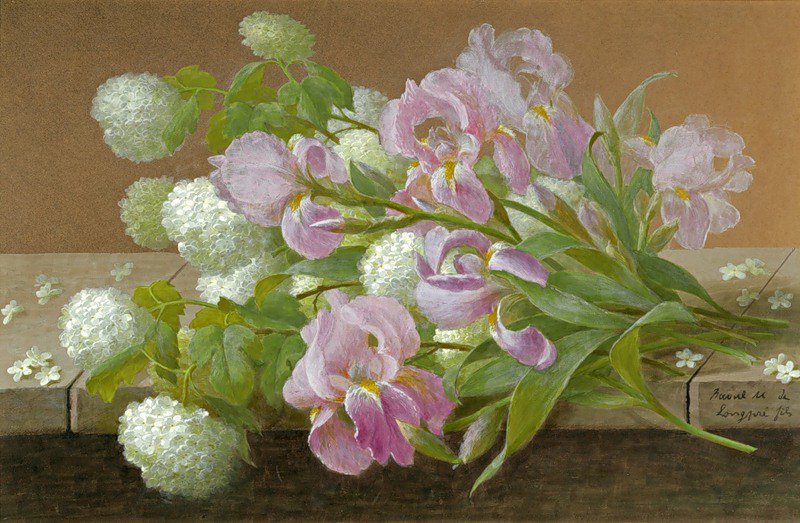 Розовые ирисы - цветы, ирисы - оригинал