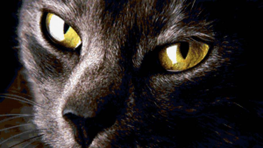 Взгляд - кот, кошка, животные - предпросмотр