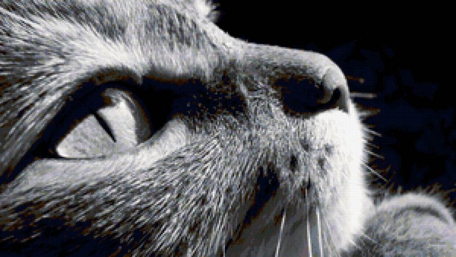 Котик - кошка, животные, кот - предпросмотр