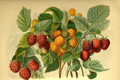 сладкая малина - оригинал