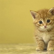 Схема вышивки «котёнок»